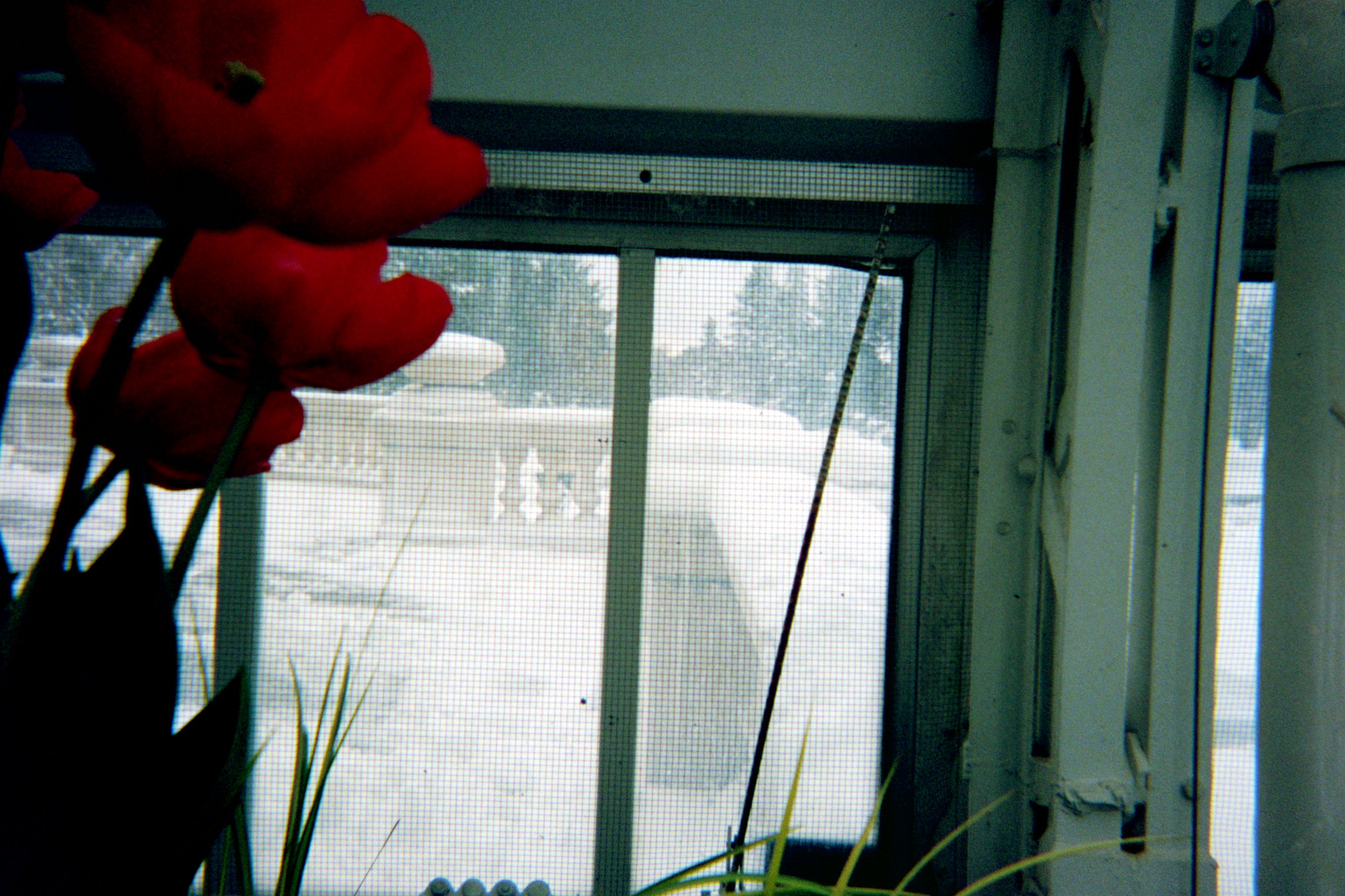 Red tulip inside greenhouse with background outside with snow