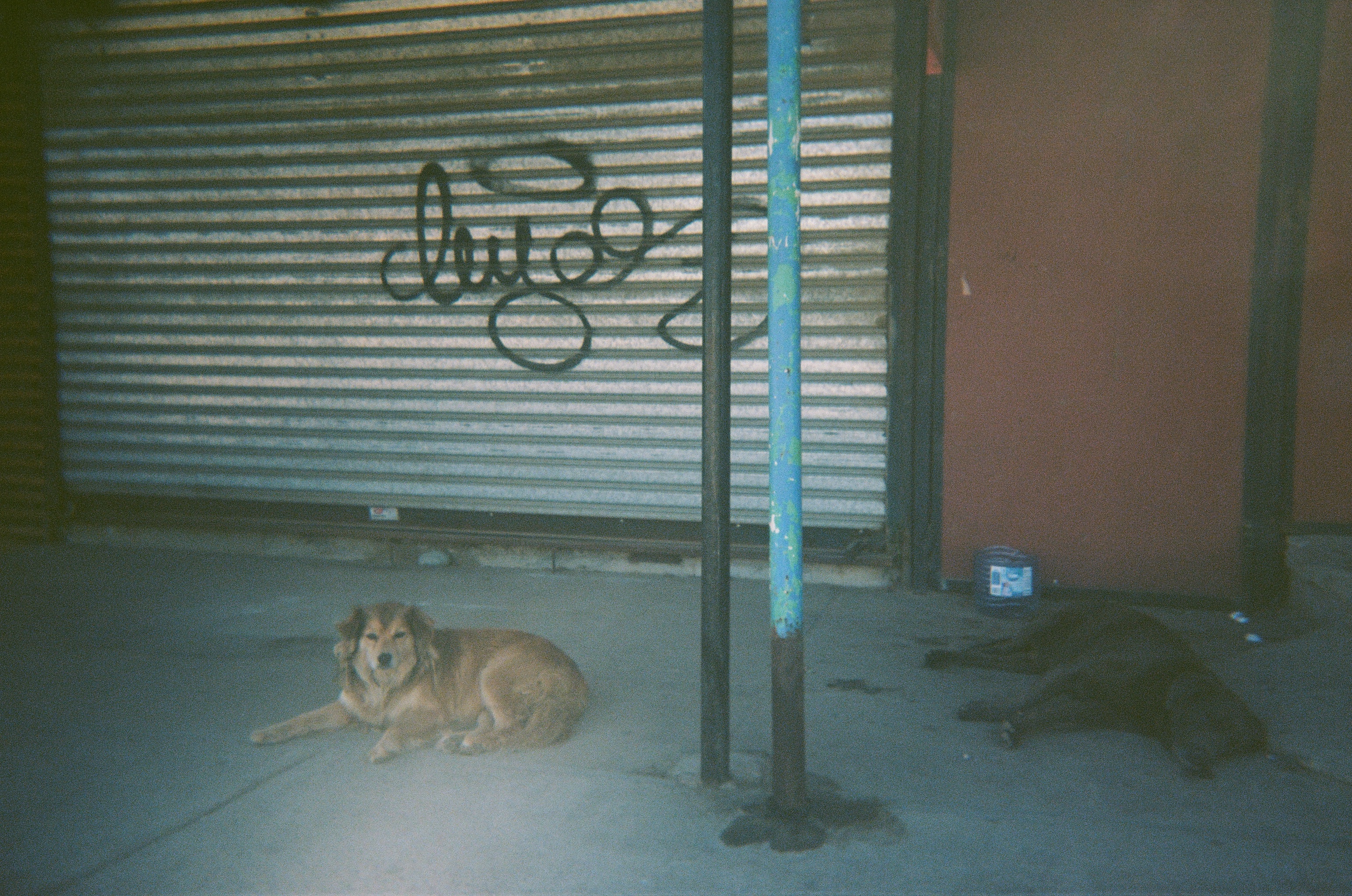 Stray dogs lying down in front of store
