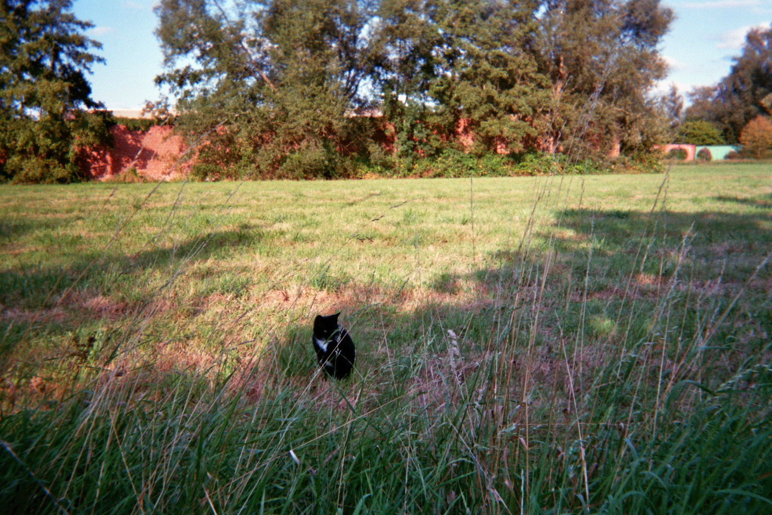 Black and white cat in a field of tall grass