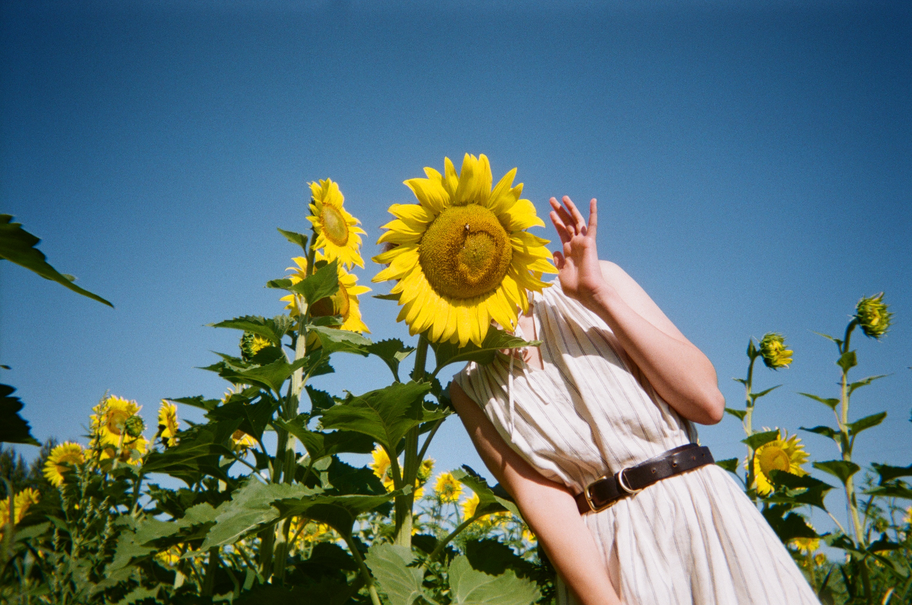 Person waving with face hidden behind sunflower